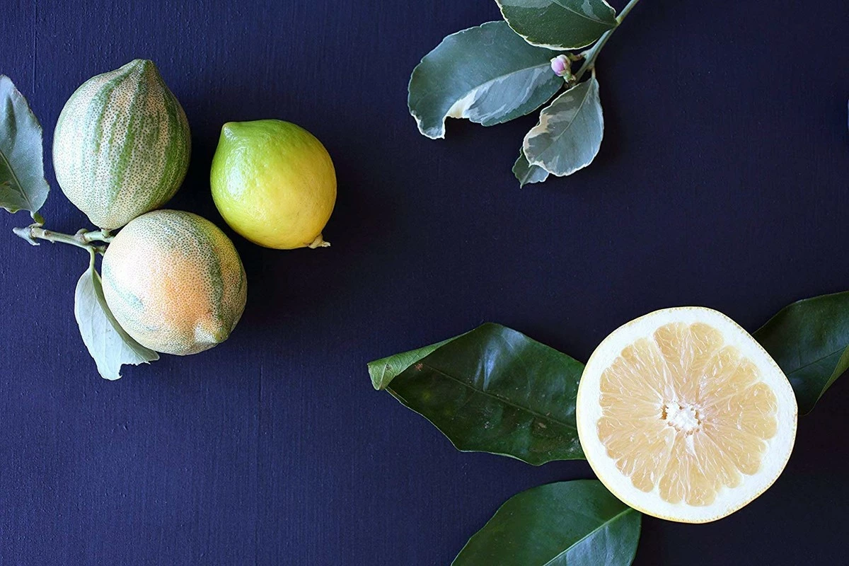 ODE Natural Beauty Olive Oil Body Balm 2oz - CITRUS ORO 5 ODE Natural Beauty Olive Oil Body Balm 2oz - CITRUS ORO - Image 3