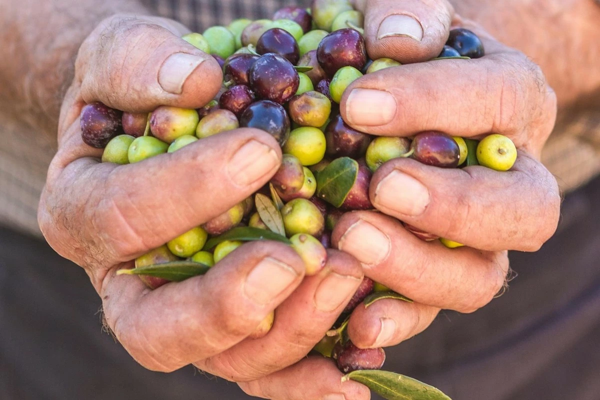 Kalliston, Aloe Extract Soap, Made With Extra Virgin Olive Oil, Suitable For Sensitive And Dry Skins And Hair, All Natural, Made In Ancient Crete, Greece, Pack Of 4 4 Kalliston, Aloe Extract Soap, Made With Extra Virgin Olive Oil, Suitable For Sensitive And Dry Skins And Hair, All Natural, Made In Ancient Crete, Greece, Pack Of 4 - Image 2