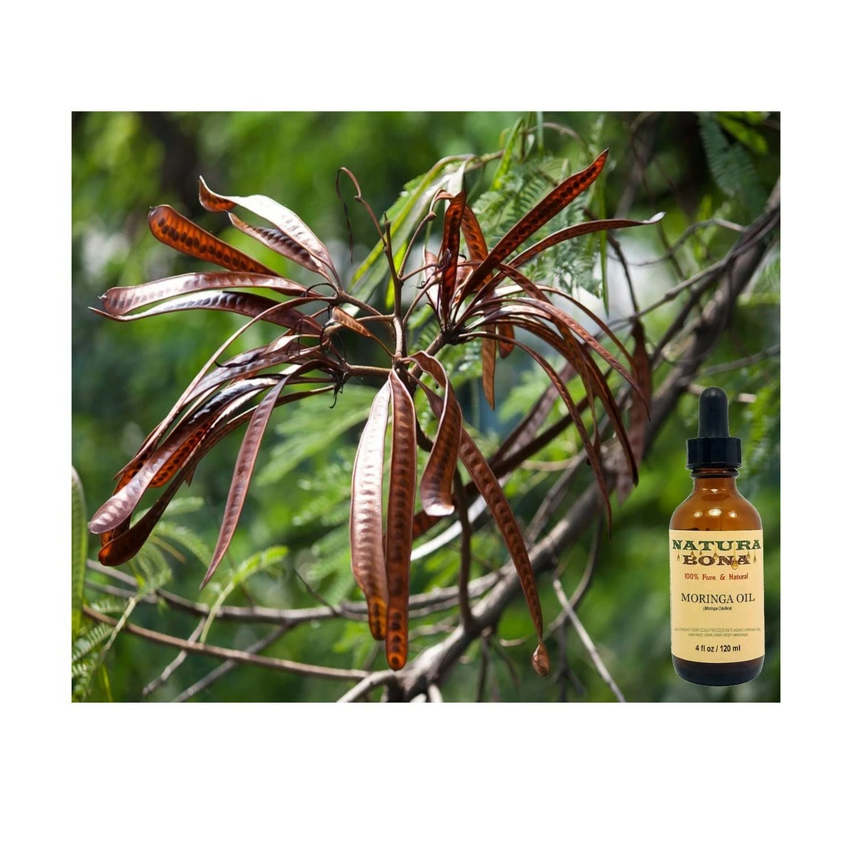 Natura Bona MORINGA OIL For Face/Skin/Hair. The Anti-aging Miracle Oil From The Himalayas. 100% Pure Unrefined Cold Pressed Virgin Oleifera Oil: Rich In Nutrients & Antioxidants (2oz Glass Dropper Bottle) 5 Natura Bona MORINGA OIL For Face/Skin/Hair. The Anti-aging Miracle Oil From The Himalayas. 100% Pure Unrefined Cold Pressed Virgin Oleifera Oil: Rich In Nutrients & Antioxidants (2oz Glass Dropper Bottle) - Image 3