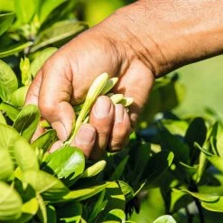 YR YVES ROCHER Store Yves Rocher Monoï Traditional Deep Nourishing Oil For Body And Hair With 97% Monoï From Tahiti, Tiare Flower Fragrance, Dermatologically Tested, 100 Ml Bottle 13 YR YVES ROCHER Store Yves Rocher Monoï Traditional Deep Nourishing Oil For Body And Hair With 97% Monoï From Tahiti, Tiare Flower Fragrance, Dermatologically Tested, 100 Ml Bottle -Moisturizers Sales 9a292erijustyplj22wj1dx3skbg