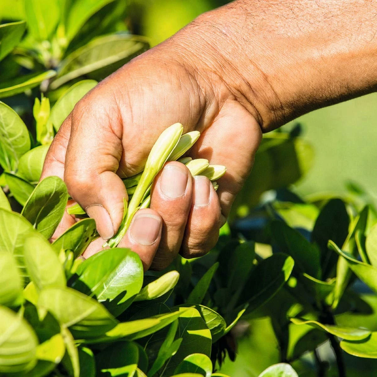 YR YVES ROCHER Store Yves Rocher Monoï Traditional Deep Nourishing Oil For Body And Hair With 97% Monoï From Tahiti, Tiare Flower Fragrance, Dermatologically Tested, 100 Ml Bottle 8 YR YVES ROCHER Store Yves Rocher Monoï Traditional Deep Nourishing Oil For Body And Hair With 97% Monoï From Tahiti, Tiare Flower Fragrance, Dermatologically Tested, 100 Ml Bottle - Image 6