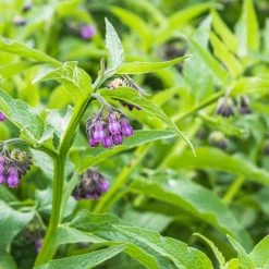 Ora's Amazing Herbal Oraâs Amazing Herbal, Ultra Healing Body Butter, Unscented Hand Cream, Made With Organic Fair Trade Shea Butter, 1 Oz, Travel Size -Moisturizers Sales 9wvm9d9bw1idskpbaziye58jsajg