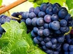 Chelseas Grape Lip Balm Making Kit