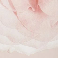 By Terry Baume De Rose All-Over Oil | Moisturize Face & Body | Fortify & Soften Hair | 100 Ml (3.38 Fl Oz) -Moisturizers Sales bblw5epxy5fm2h6dbzso44d5d9kx