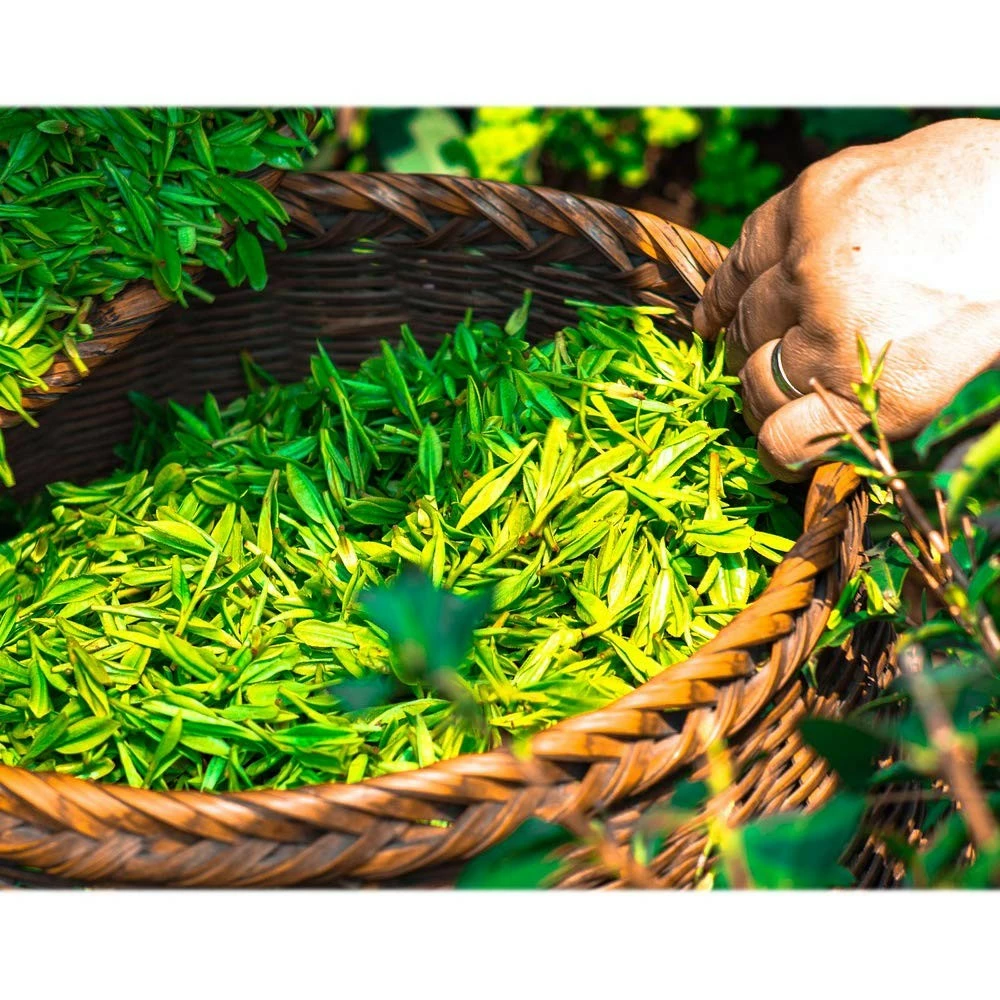 ECO Amenities Hotel Vanity Set, Individually Wrapped Paper Box, 100 Sets Per Case 9 ECO Amenities Hotel Vanity Set, Individually Wrapped Paper Box, 100 Sets Per Case - Image 7