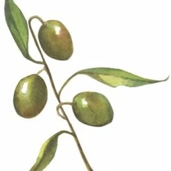 Best Of Nature 100% Pure Olive Massage & Body Oil (8 Oz) 9 Best Of Nature 100% Pure Olive Massage & Body Oil (8 Oz) -Moisturizers Sales qc4hh4uwvuytrz1h3xo341r11ylk