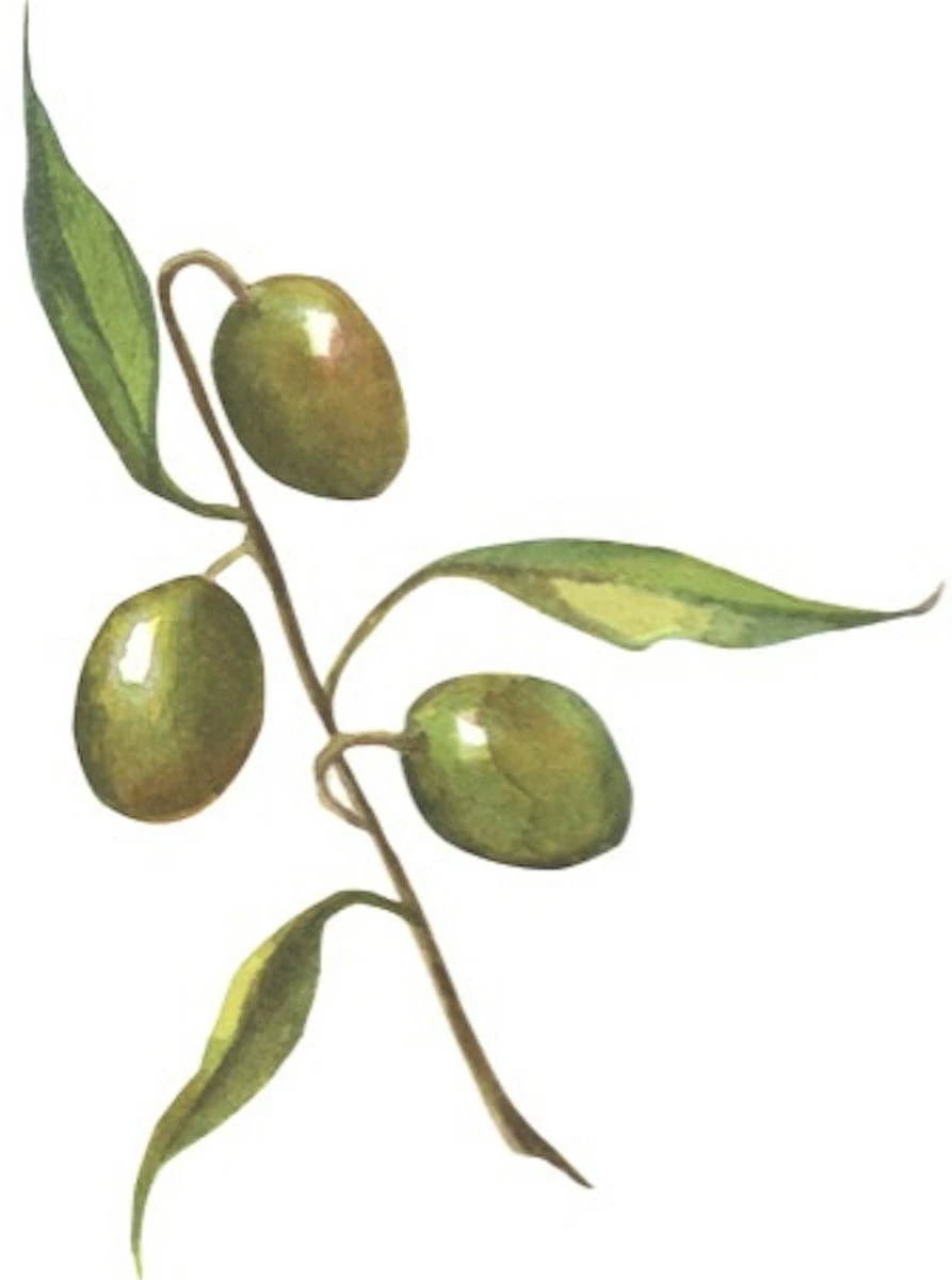 Best Of Nature 100% Pure Olive Massage & Body Oil (8 Oz) 5 Best Of Nature 100% Pure Olive Massage & Body Oil (8 Oz) - Image 3