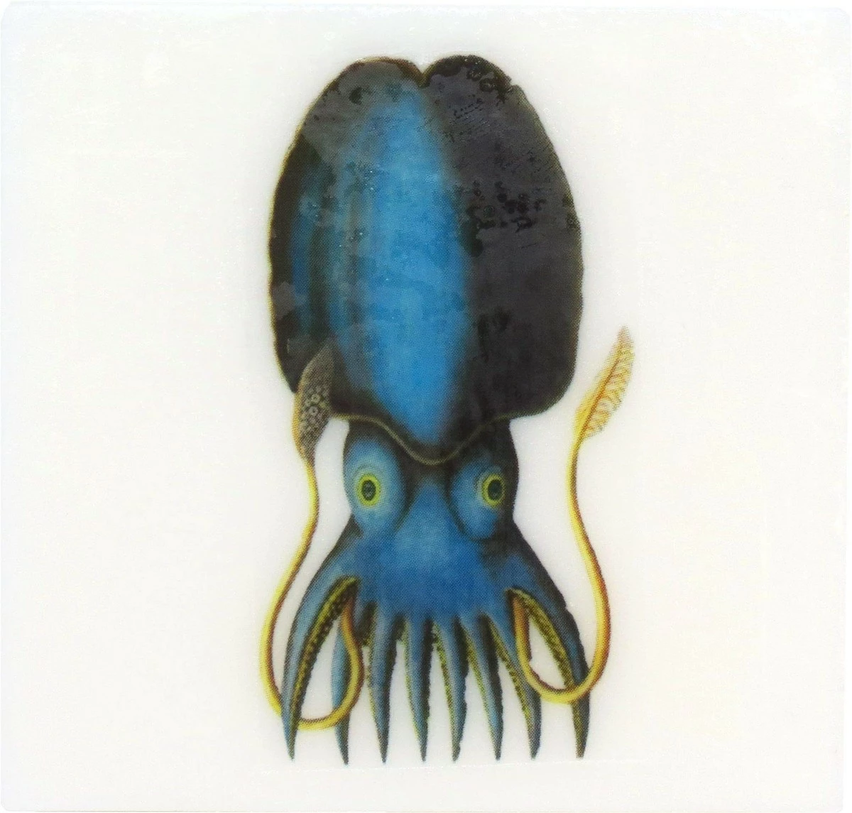 Eclectic Lady Store Sandalwood Rose Scented Glycerin Soap With Vintage Ocean Creatures, Squid 3 Eclectic Lady Store Sandalwood Rose Scented Glycerin Soap With Vintage Ocean Creatures, Squid