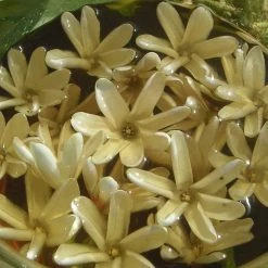 Luxuriant-Sparkle Beauty Products Store Monoi De Tahiti Oil-100% Natural-4 Oz 13 Luxuriant-Sparkle Beauty Products Store Monoi De Tahiti Oil-100% Natural-4 Oz -Moisturizers Sales vrf1yntgas8v9z422hrthbllpkvj