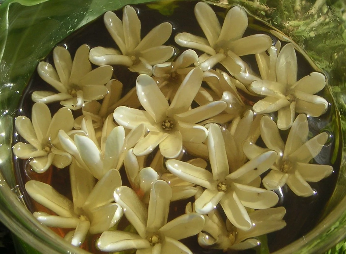 Luxuriant-Sparkle Beauty Products Store Monoi De Tahiti Oil-100% Natural-4 Oz 7 Luxuriant-Sparkle Beauty Products Store Monoi De Tahiti Oil-100% Natural-4 Oz - Image 5